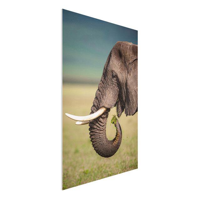 Wandbilder Tiere Elefantenfütterung Afrika
