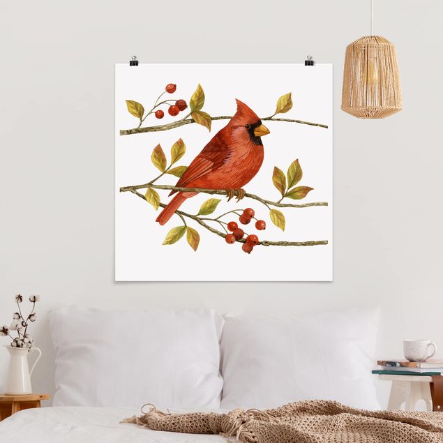 Poster - Vögel und Beeren - Rotkardinal - Quadrat 1:1