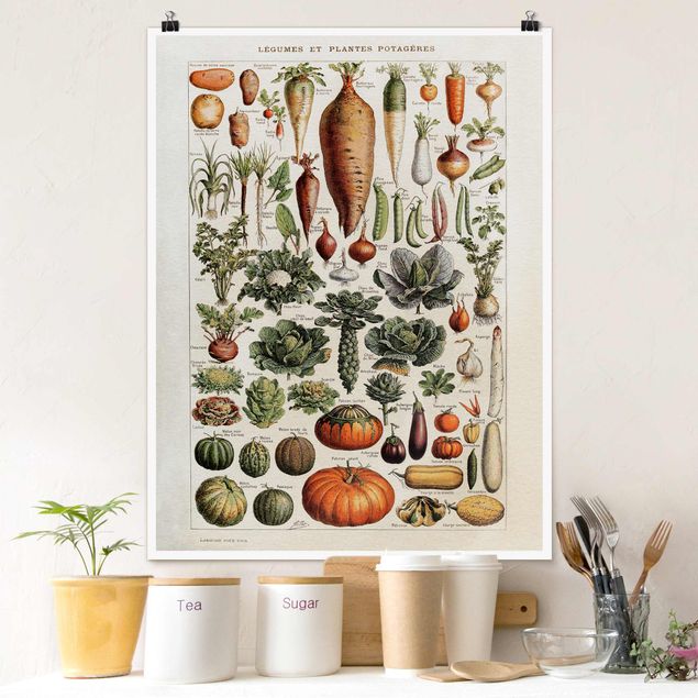 Poster Illustration Vintage Lehrtafel Gemüse