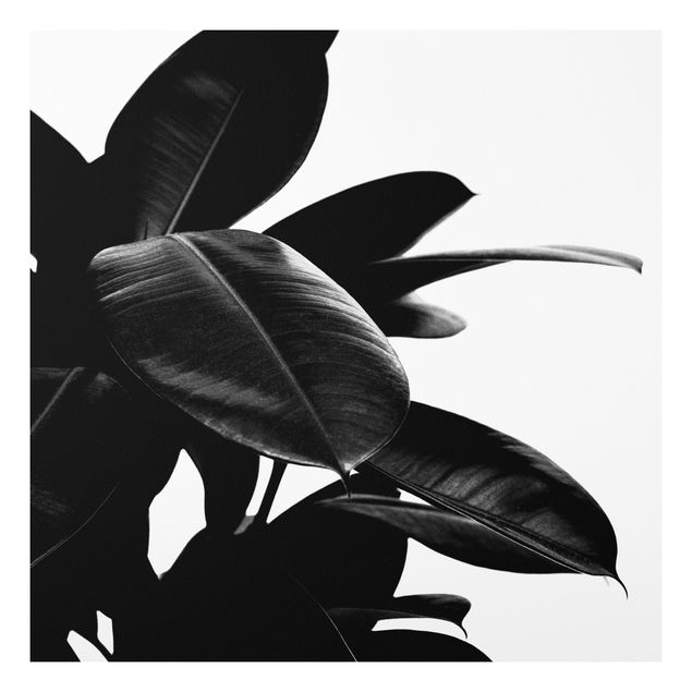 Bilder für die Wand Gummibaum Blätter Schwarz Weiß