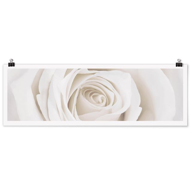 Poster - Pretty White Rose - Panorama Querformat