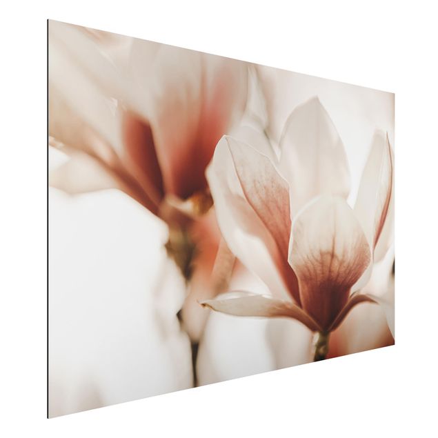 Schöne Wandbilder Zarte Magnolienblüten im Lichtspiel
