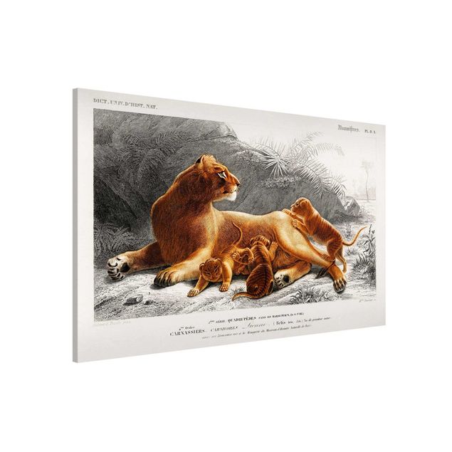 Wandbilder Tiere Vintage Lehrtafel Löwin und Löwenbabies