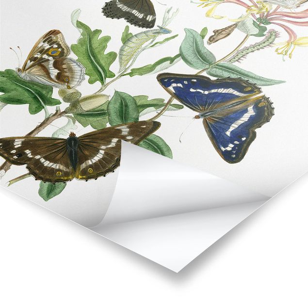 Poster - Britische Schmetterlinge IV - Quadrat 1:1