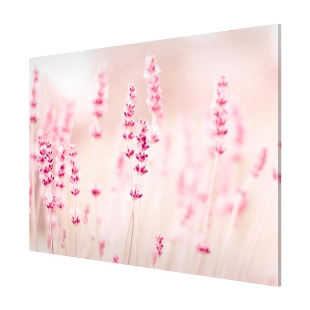 Bilder für die Wand Zartrosaner Lavendel