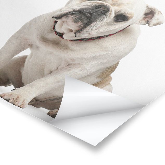 Poster - Skeptische Bulldogge - Quadrat 1:1