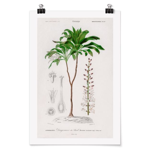 Bilder für die Wand Botanik Vintage Illustration Tropische Palme