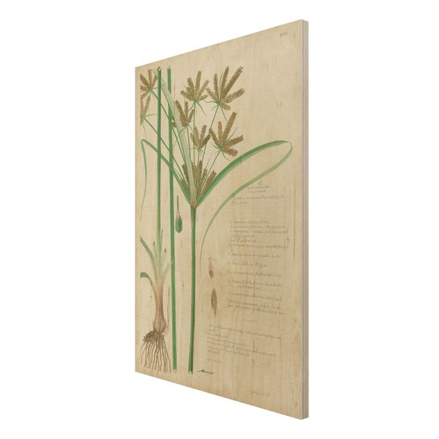 Moderne Holzbilder Vintage Botanik Zeichnung Gräser I