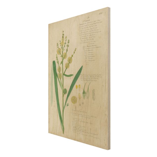 Moderne Holzbilder Vintage Botanik Zeichnung Gräser IV