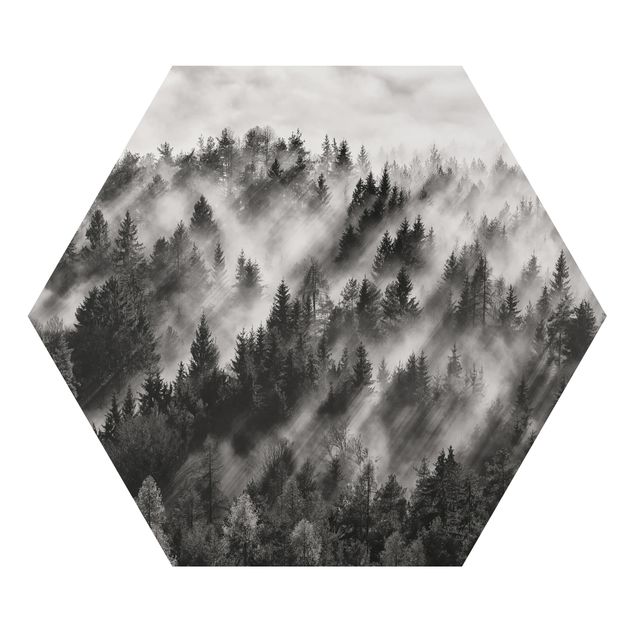 Hexagon Bild Alu-Dibond - Lichtstrahlen im Nadelwald