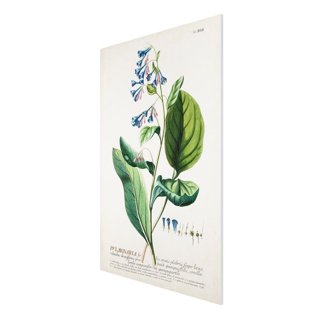 Forex Fine Art Print - Vintage Botanik Illustration Lungenkraut - Hochformat 3:2