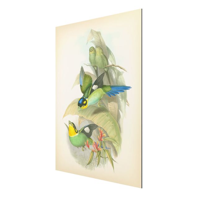 Alu Dibond Bilder Vintage Illustration Tropische Vögel