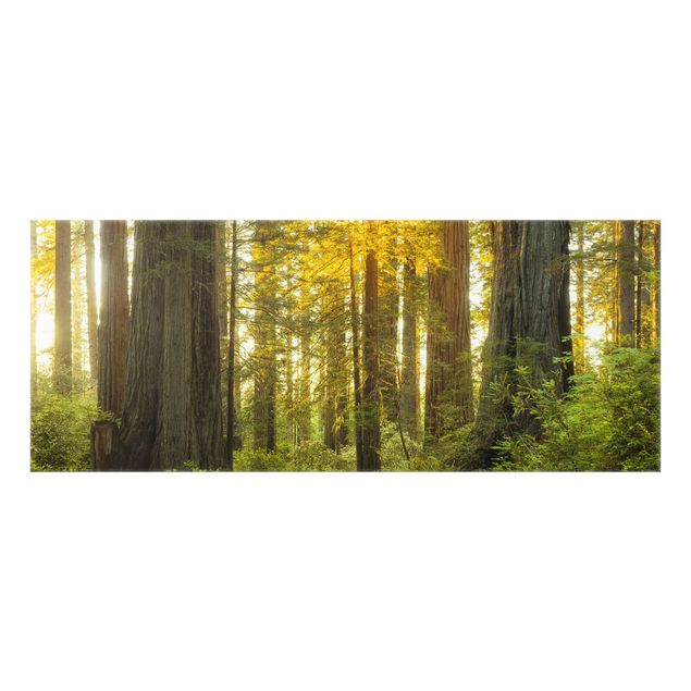 Spritzschutz Glas - Redwood National Park - Panorama - 5:2