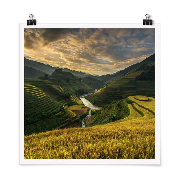 Poster - Reisplantagen in Vietnam - Quadrat 1:1