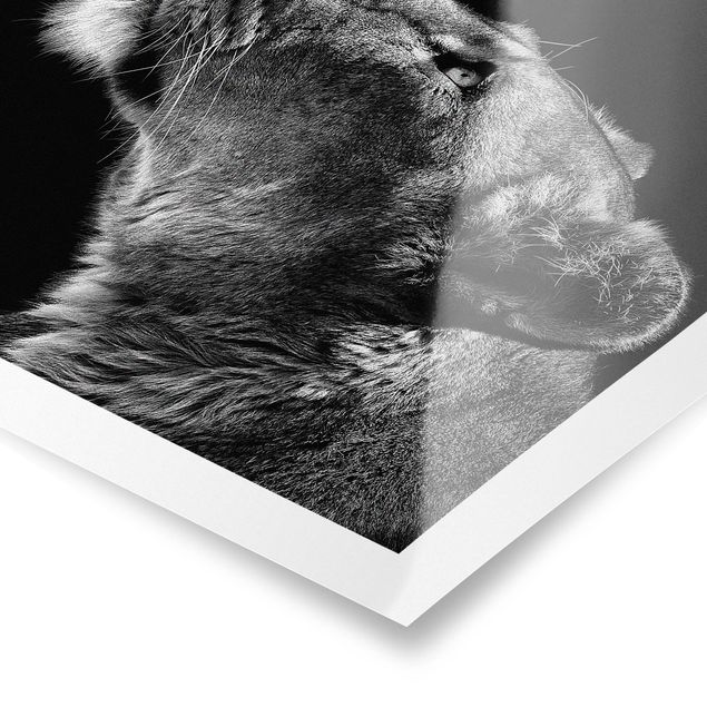 Poster Portrait einer Löwin