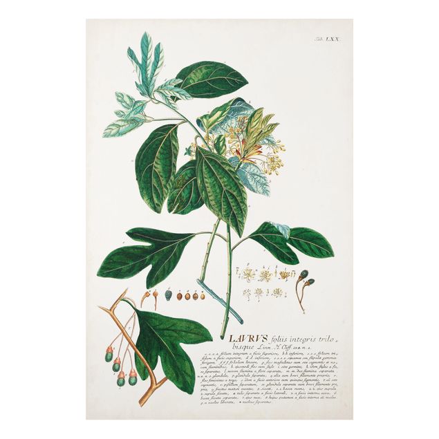 Bilder für die Wand Vintage Botanik Illustration Lorbeer