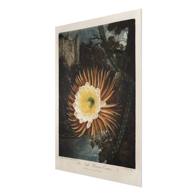 Forex Fine Art Print - Botanik Vintage Illustration Kaktusblüte - Hochformat 4:3