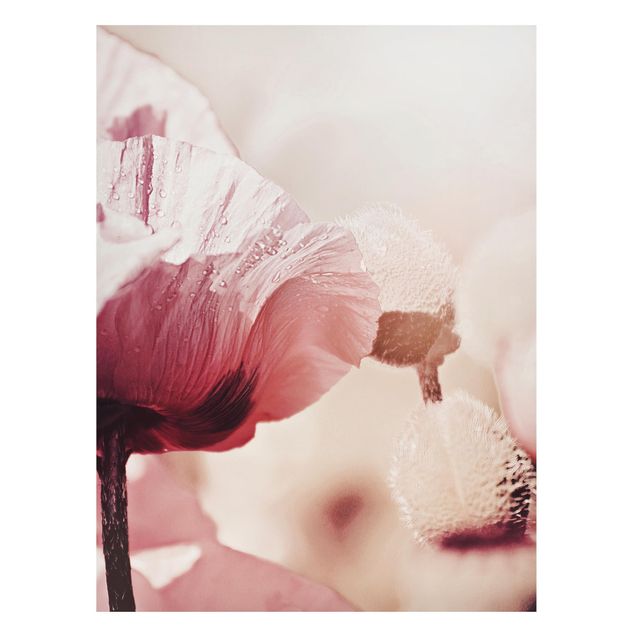 Magnettafel Blumen Zartrosane Mohnblüte mit Wassertropfen