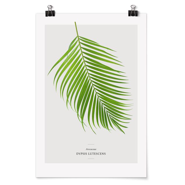 Wandbilder Tropisches Blatt Areca Palme