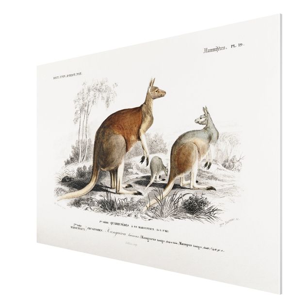 Bilder für die Wand Vintage Lehrtafel Känguruh