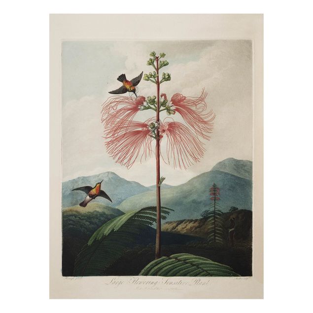 Foto auf Hartschaumplatte Botanik Vintage Illustration Blüte und Kolibri