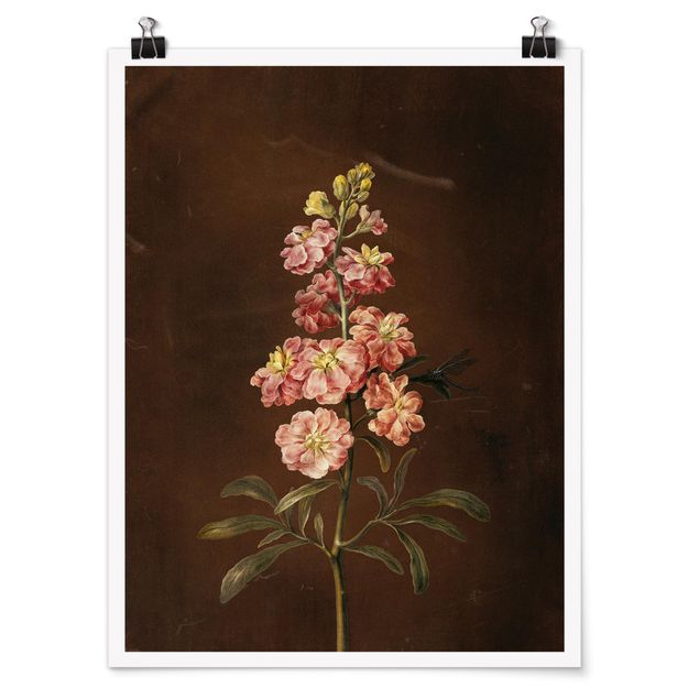 Bilder für die Wand Barbara Regina Dietzsch - Eine rosa Garten-Levkkoje