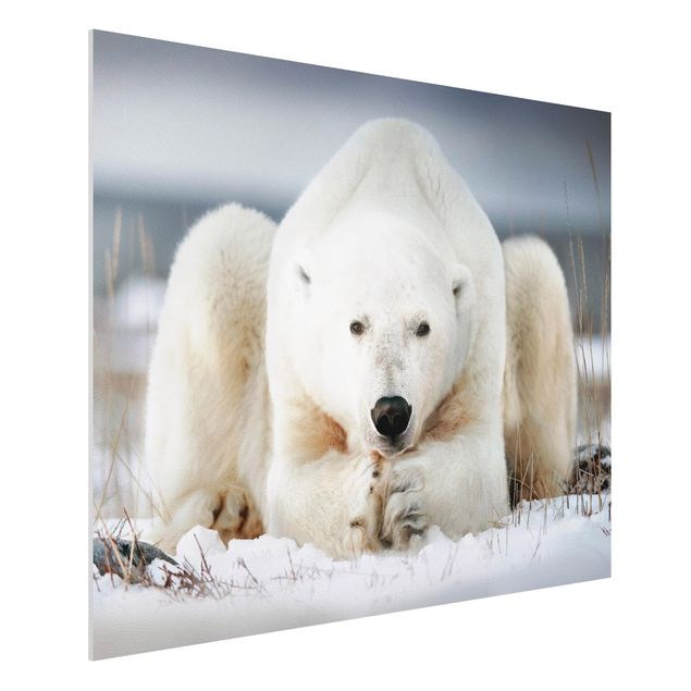 Wandbilder Tiere Nachdenklicher Eisbär