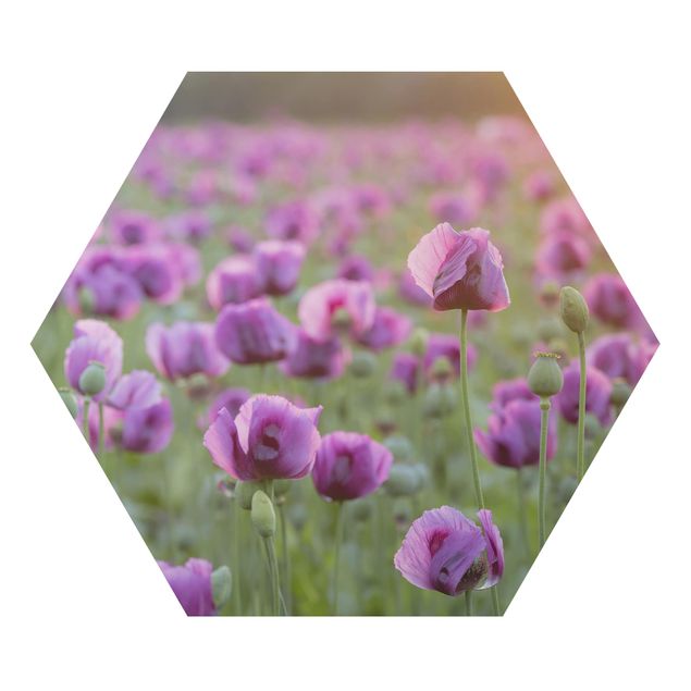 Hexagon Bild Alu-Dibond - Violette Schlafmohn Blumenwiese im Frühling