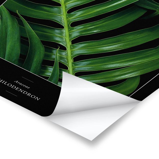 Poster - Tropische Blätter Philodendron - Hochformat 3:2