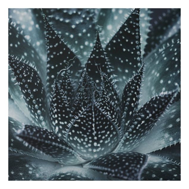 Spritzschutz Glas - Kaktus mit Sternpunkten bei Nacht - Quadrat 1:1