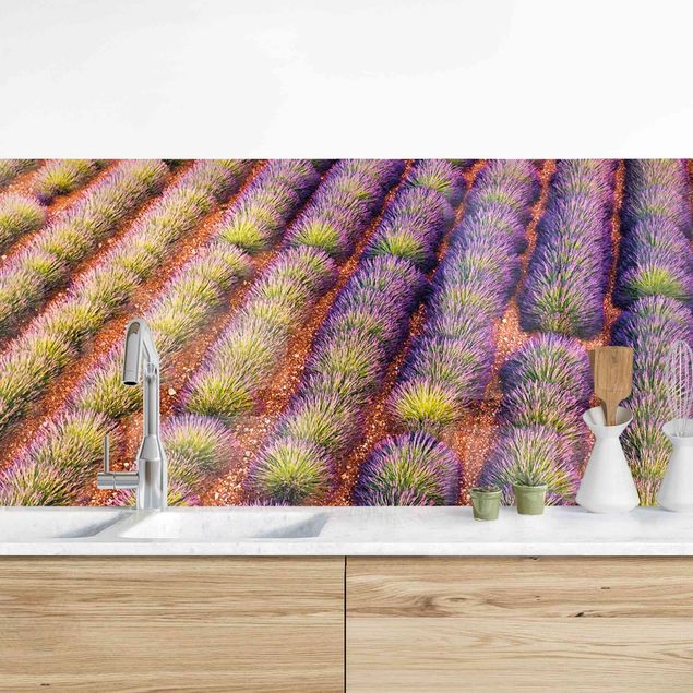 Küchenrückwände Platte Malerisches Lavendelfeld
