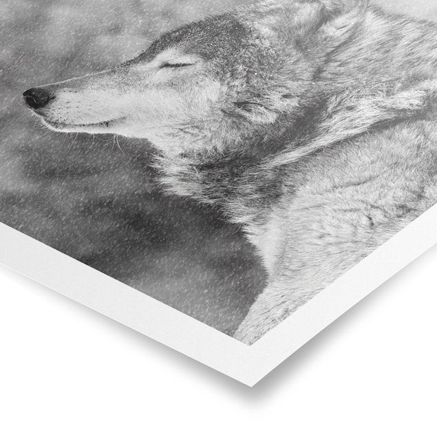 Tiere Poster Winter Wolf