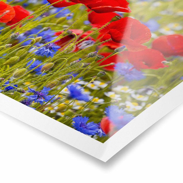 Poster - Sommerwiese mit Mohn und Kornblumen - Quadrat 1:1