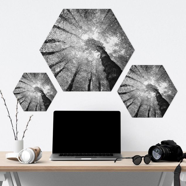 Hexagon Bild Forex - Bäume des Lebens II