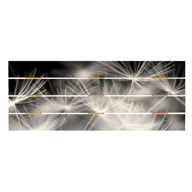 Holzbild - Bewegte Pusteblumen Nahaufnahme auf schwarzem Hintergrund - Querformat 2:5
