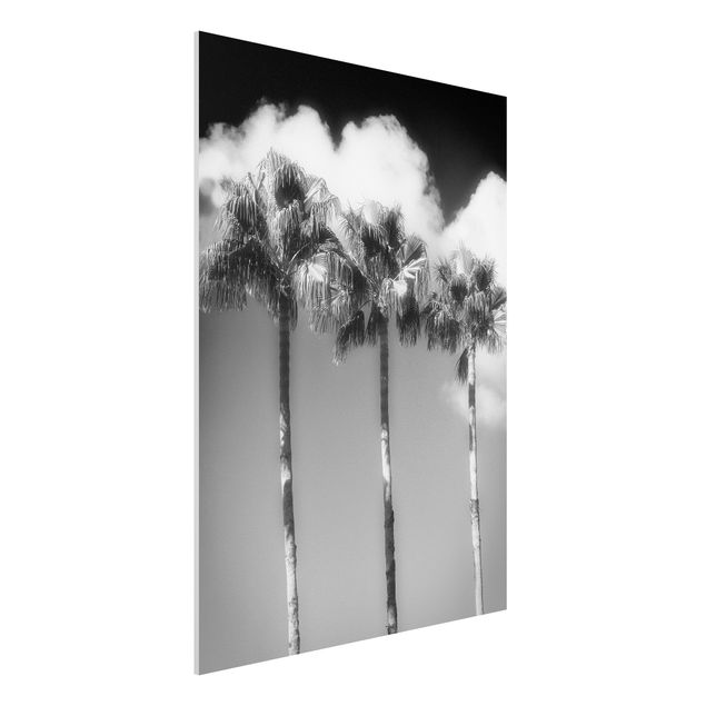 Foto auf Hartschaumplatte Palmen vor Himmel Schwarz-Weiß