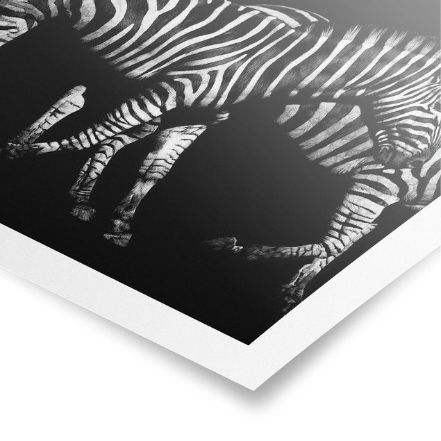Poster - Zebra vor Schwarz - Quadrat 1:1