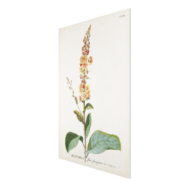 Forex Fine Art Print - Vintage Botanik Illustration Königskerze - Hochformat 3:2