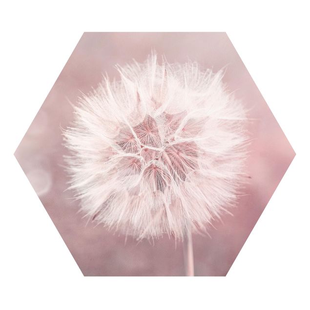 Hexagon Bild Forex - Pusteblume Bokeh rosa