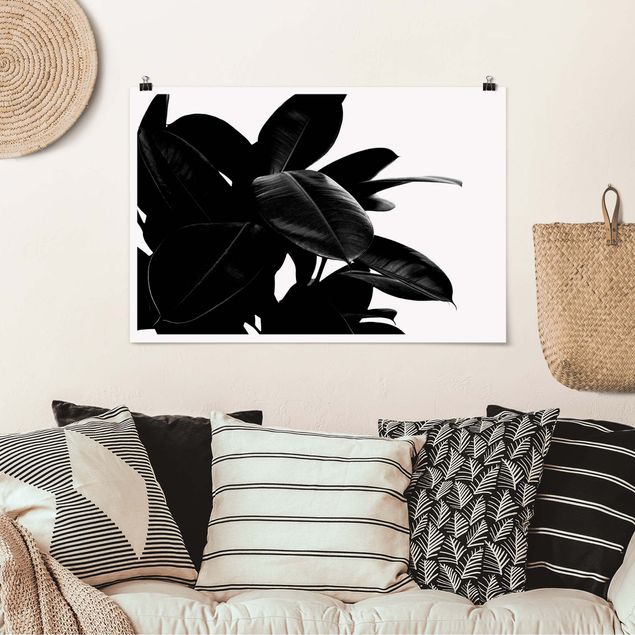 Poster Schwarz Weiß Querformat Gummibaum Blätter Schwarz Weiß