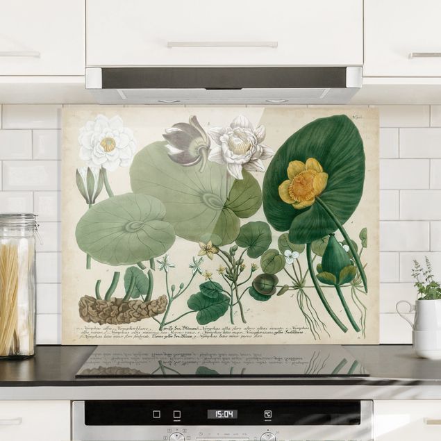 Spritzschutz Glas magnetisch Vintage Illustration Weiße Wasserlilie