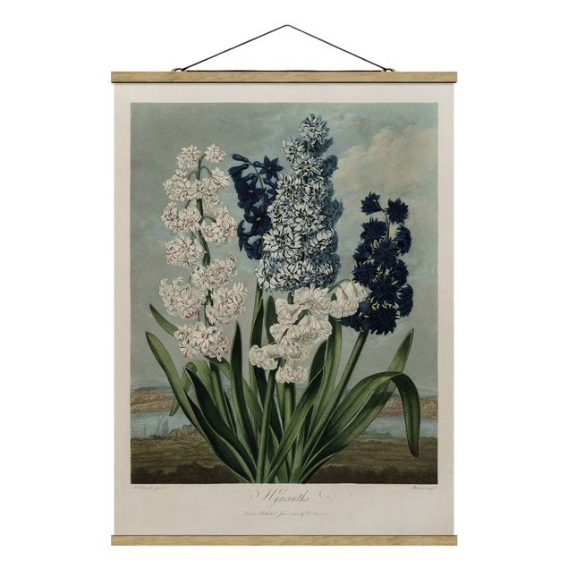 Stoffbild mit Posterleisten - Botanik Vintage Illustration Blaue und weiße Hyazinthen - Hochformat 3:4