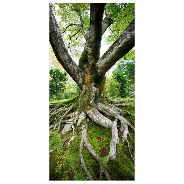 Raumteiler - Alter Baum 250x120cm