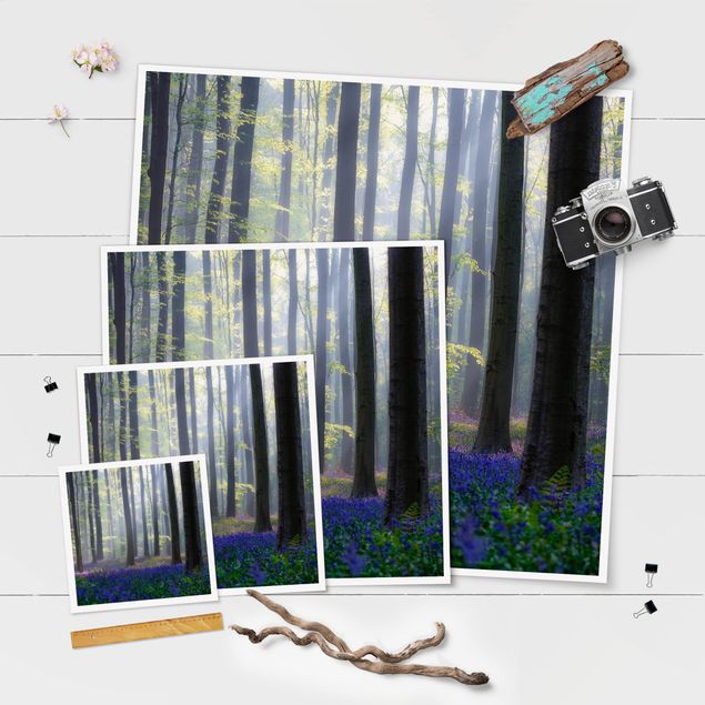 Poster - Frühlingstag im Wald - Quadrat 1:1