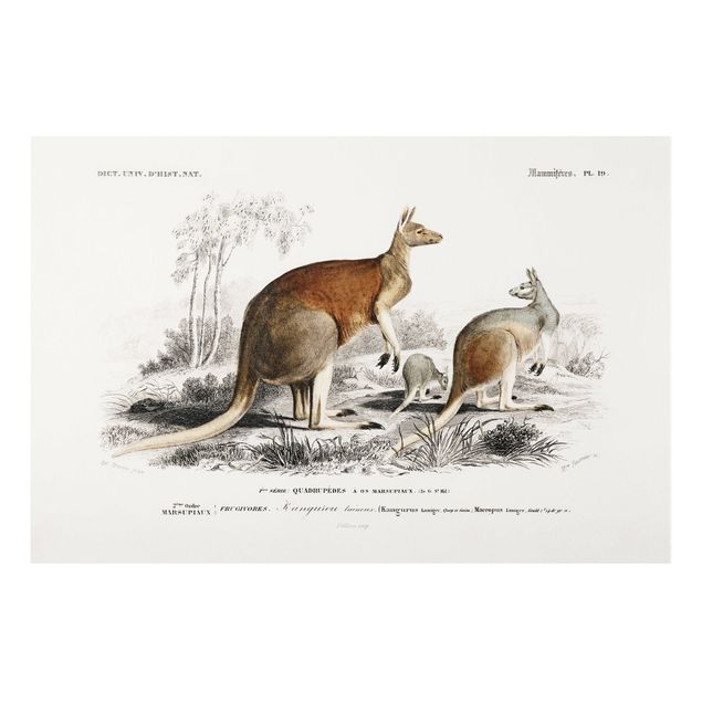 Bilder auf Hartschaumplatte Vintage Lehrtafel Känguruh
