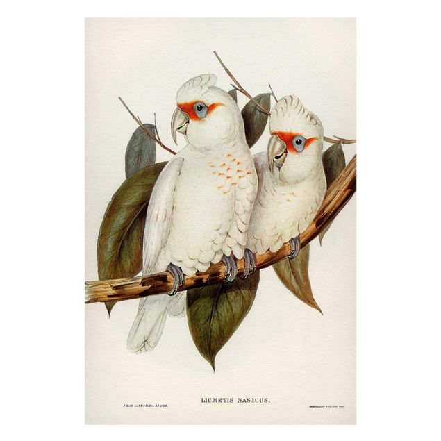 Magnettafel Büro Vintage Illustration Weißer Kakadu