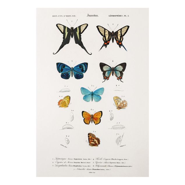 Foto auf Hartschaumplatte Vintage Lehrtafel Schmetterlinge I