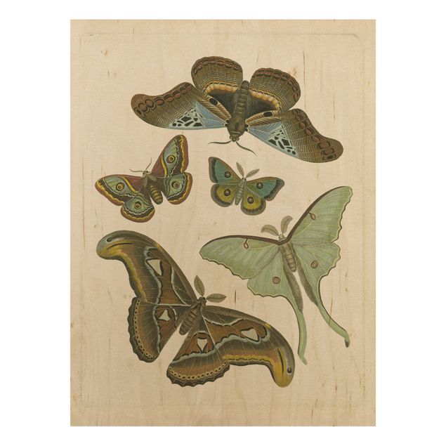 Moderne Holzbilder Vintage Illustration Exotische Schmetterlinge II
