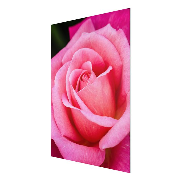 Forex Fine Art Print - Pinke Rosenblüte vor Grün - Hochformat 4:3