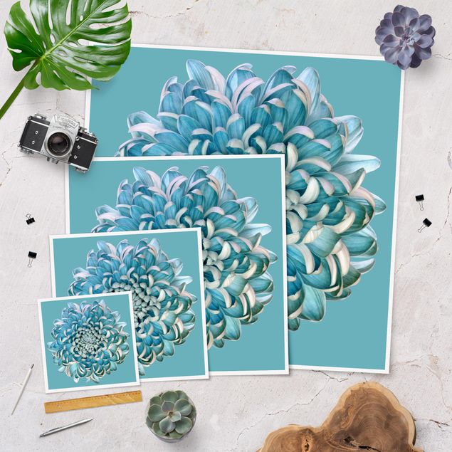 Poster - Blaue Chrysantheme - Quadrat 1:1